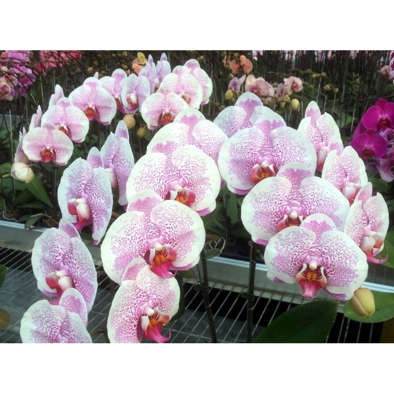 Орхiдея Phal. Da Shang Pink Freckles уценка - купити, доставка Україна